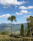Fuyan, China - Obadiah - 250g