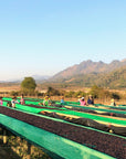 Ywangan, Myanmar - Obadiah - 250g