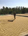 Ywangan, Myanmar - Obadiah - 250g