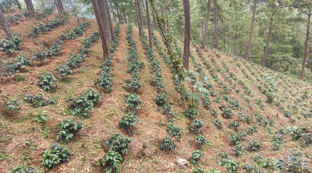 Three Marks - Rosma Coffee Bordillo, Guatemala - 250g