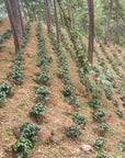 Three Marks - Rosma Coffee Bordillo, Guatemala - 250g