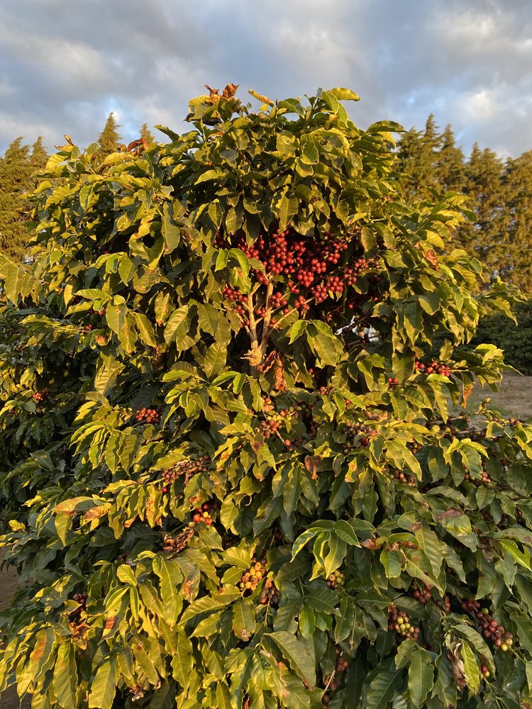 Almeida Barreto Brazil Suedseite Specialty Coffee Roasters