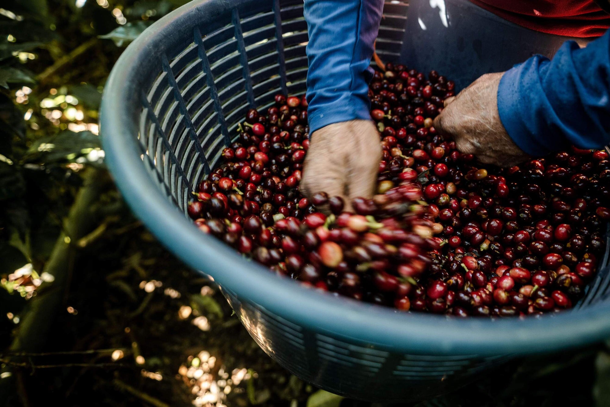 Nomad - Eucalipto  | Costa Rica