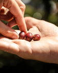 Pink Bourbon - Finca La Fuente | Colombia