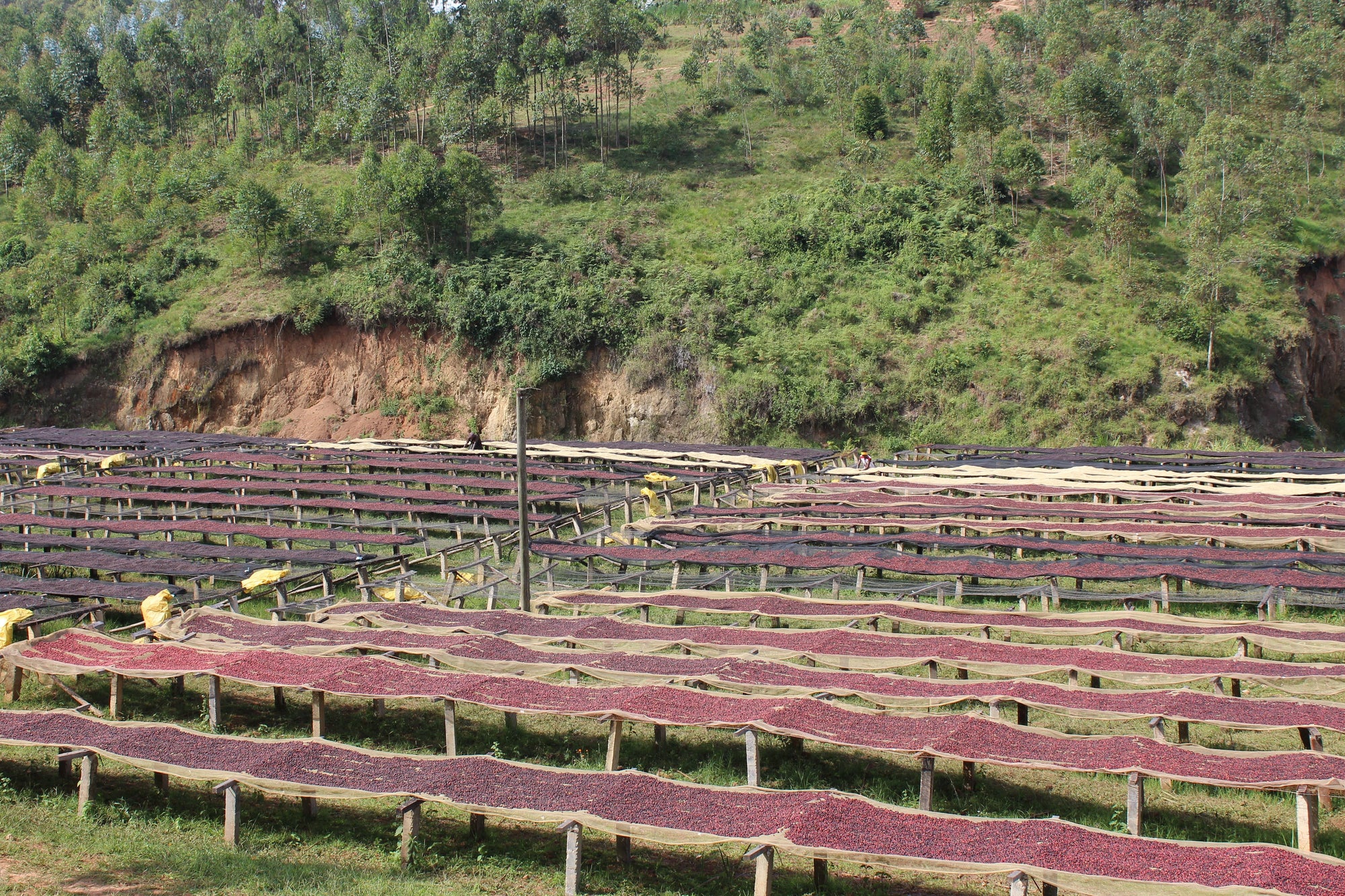 Nomad - Kibingo  | Burundi