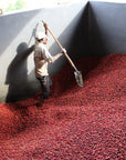 Pink Bourbon - Finca La Fuente | Colombia