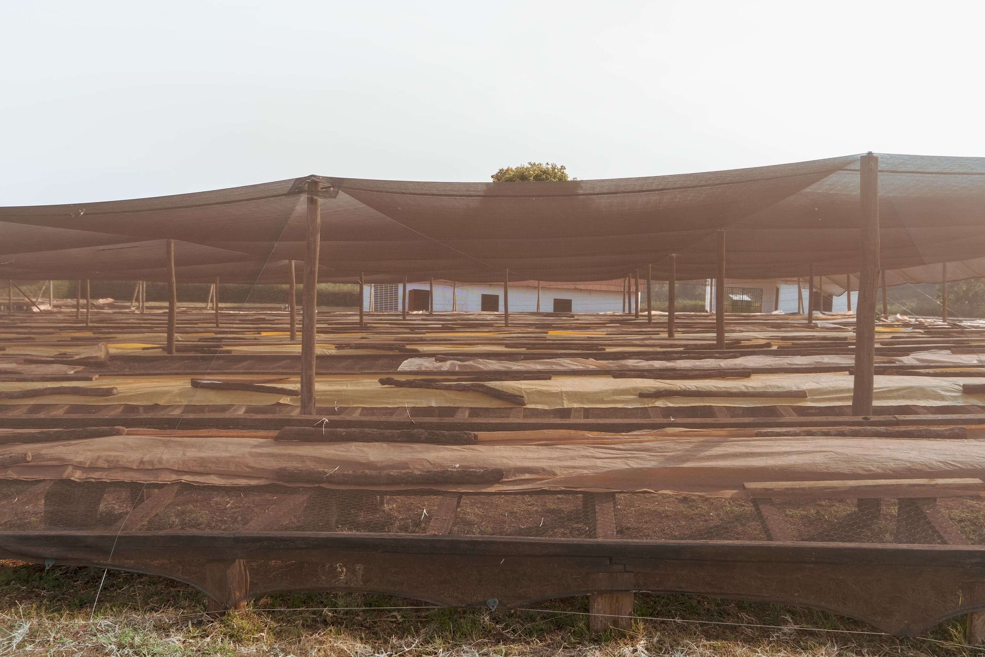 Nomad - Competición Pacamara | Tanzania