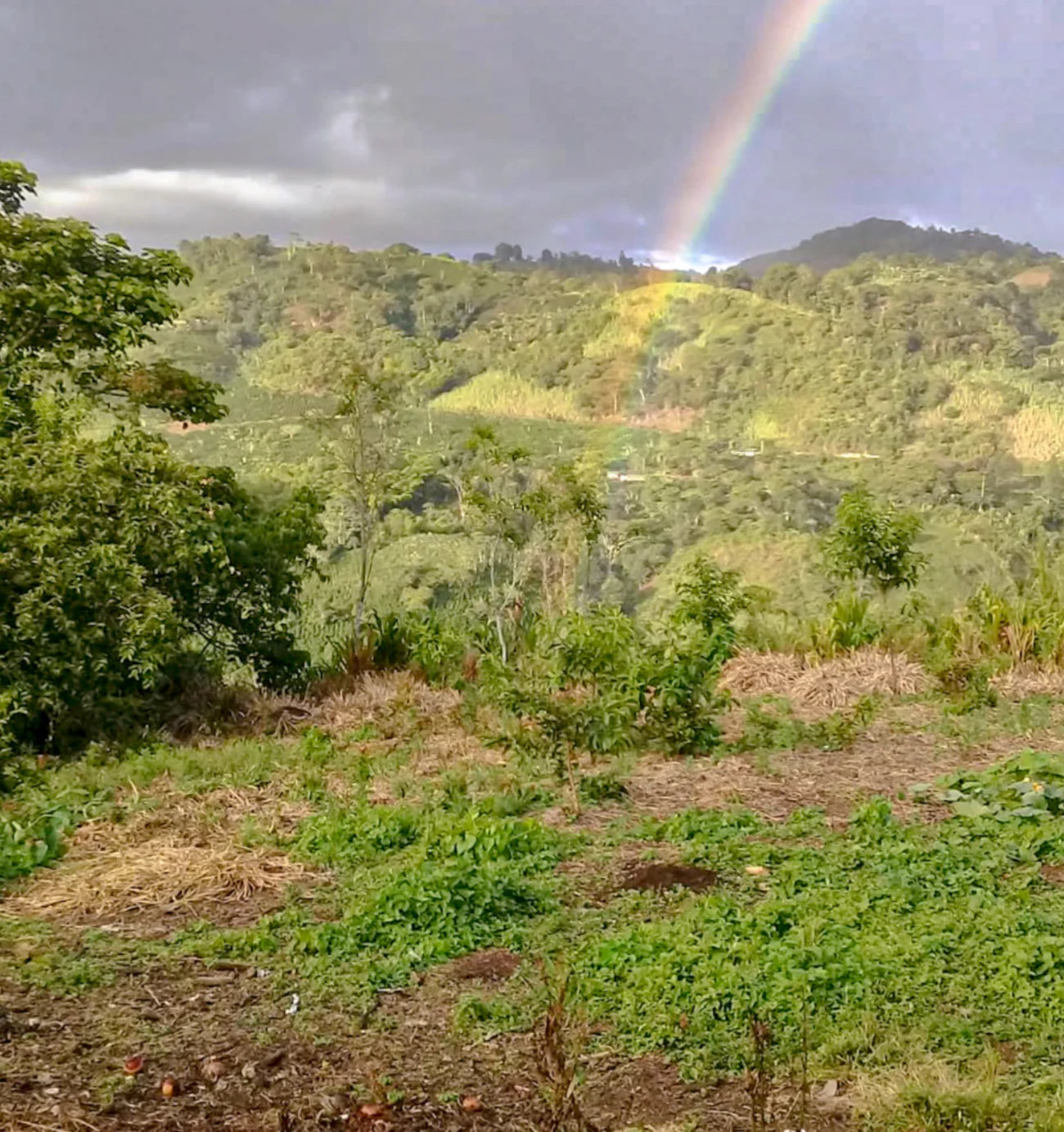September - Erick Bravo, Washed Pink Bourbon | Colombia