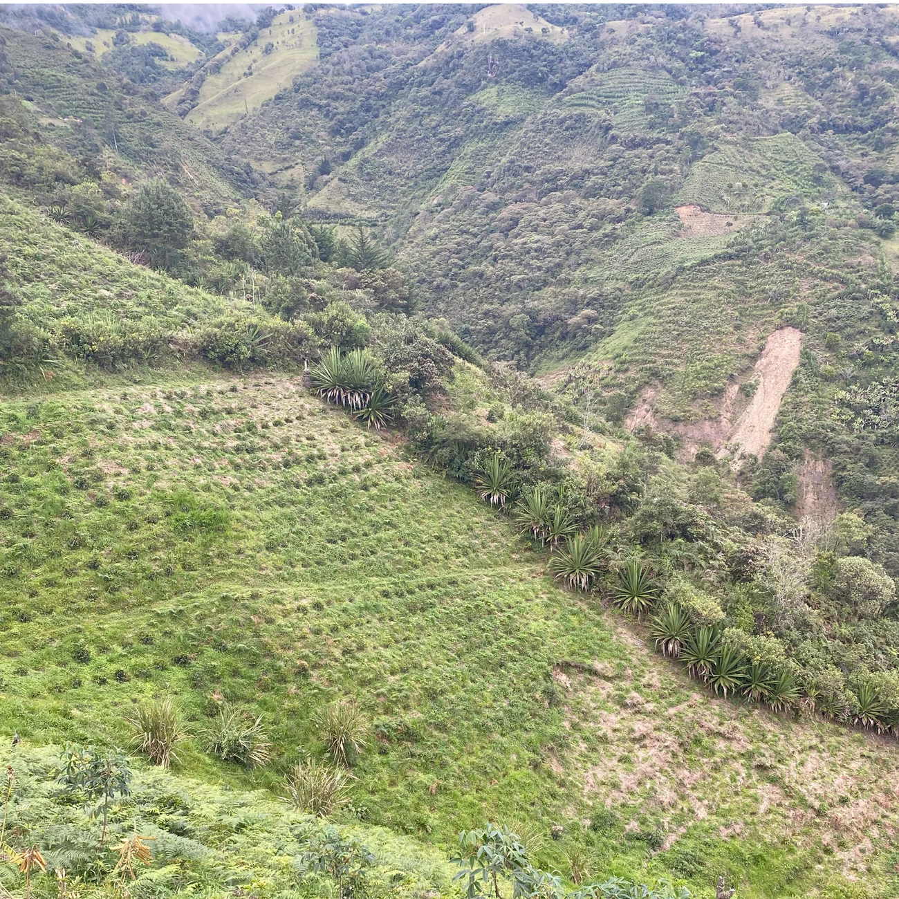 Pink Bourbon - Finca La Fuente | Colombia