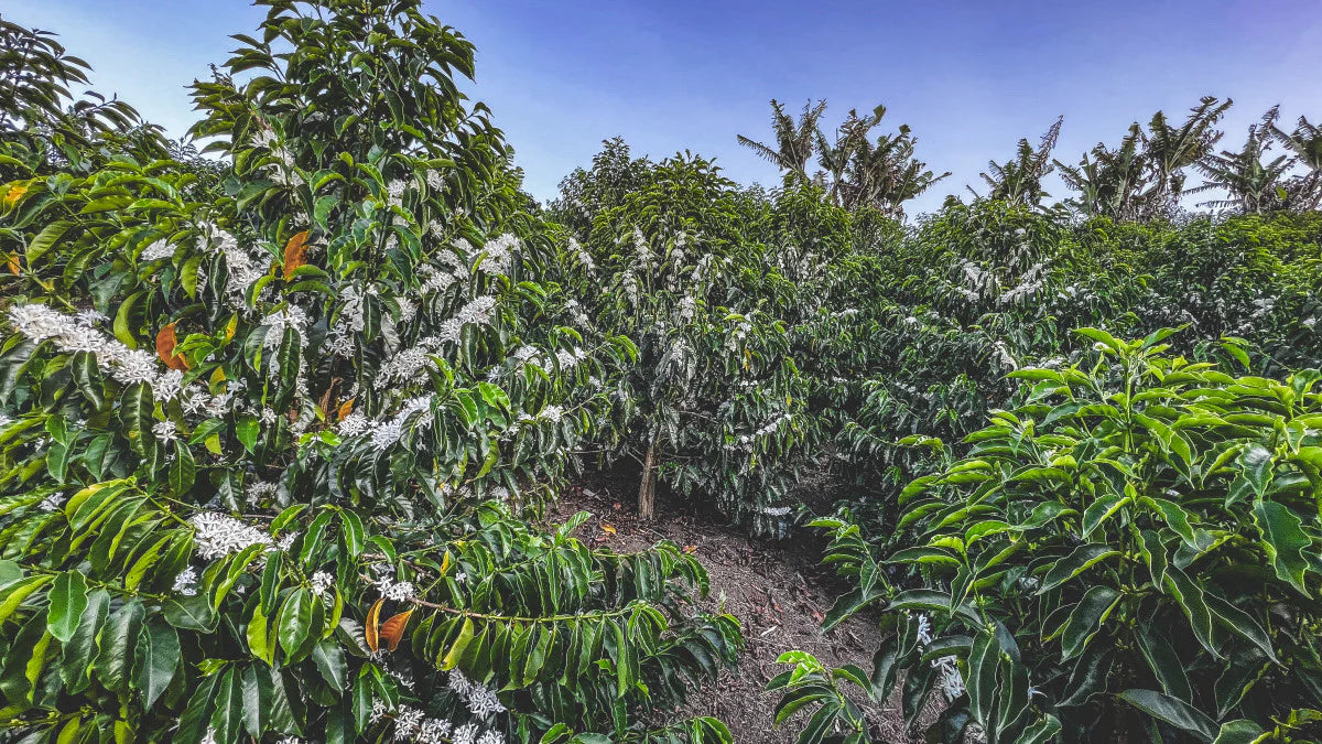 Pink Bourbon - Finca La Fuente | Colombia