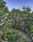 September - Luis Eduardo, Washed Chiroso | Colombia
