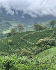 La Luisa | Colombia