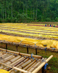 Bomb, Ethiopia - Nomad Coffee Roasters