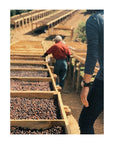 Cerro Azul - Honduras | Drop Coffee Roasters