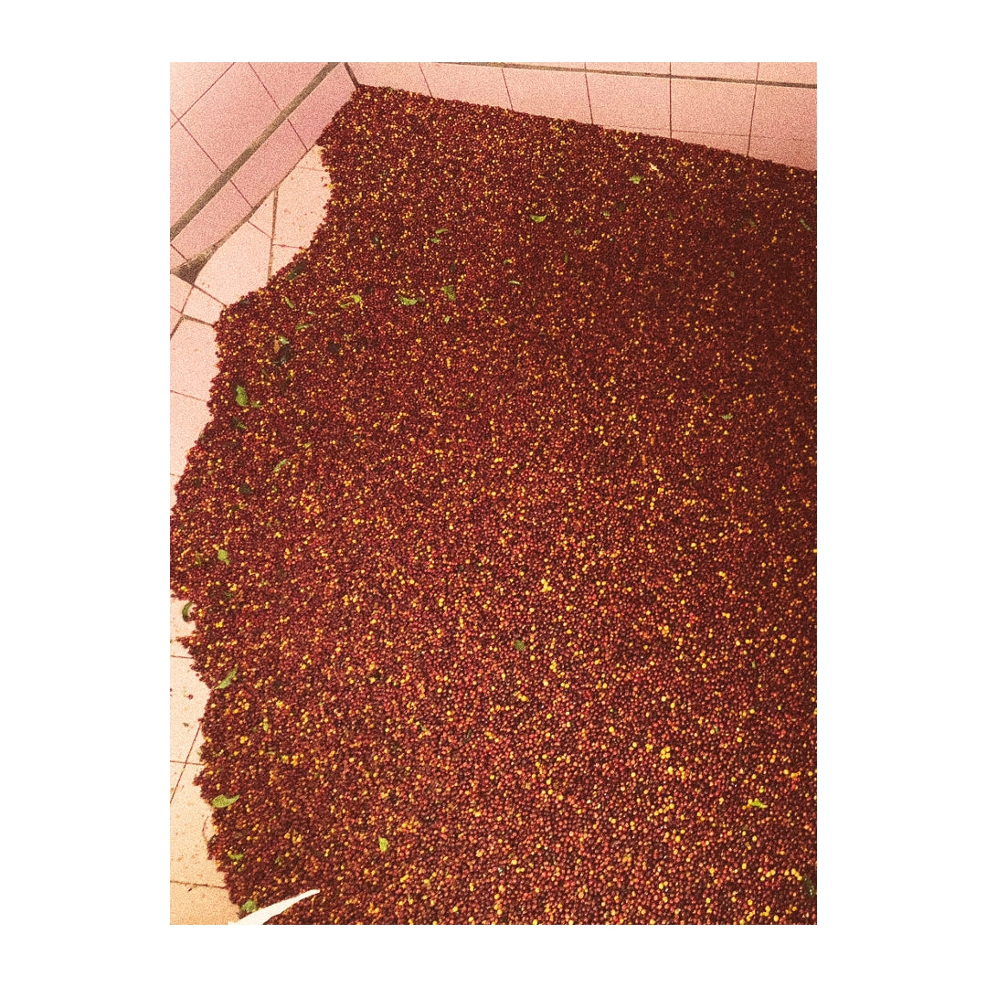 Don Mayo, Costa Rica - Drop Coffee Roasters