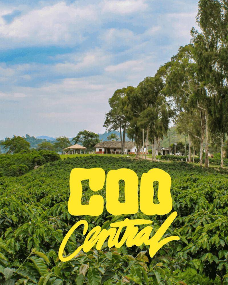 Photo of Coocentral · Kolumbien · Caturra, Castillo, Colombia · Washed