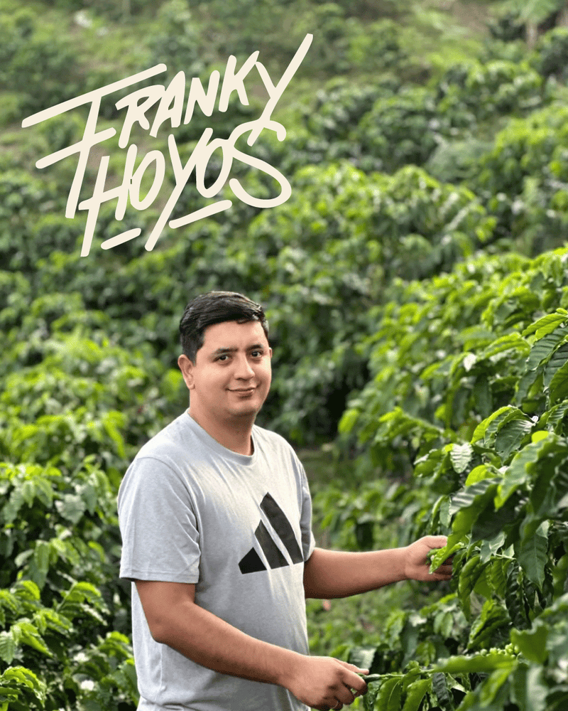 Photo of Franky Hoyos · Kolumbien · Caturra, Chiroso · Yeast Inoculated Natural