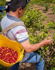 Pink Bourbon - Finca La Fuente | Colombia