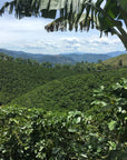 Pink Bourbon - Finca La Fuente | Colombia