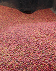 Karinga PB | Kenya