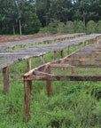 Karinga PB | Kenya