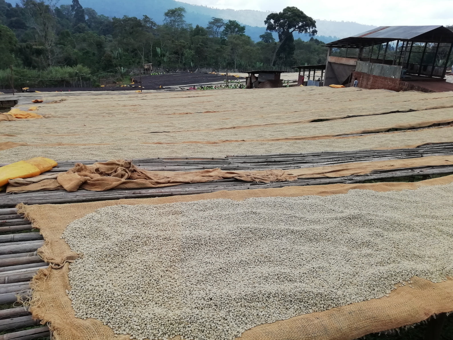 Chelchele | Ethiopia