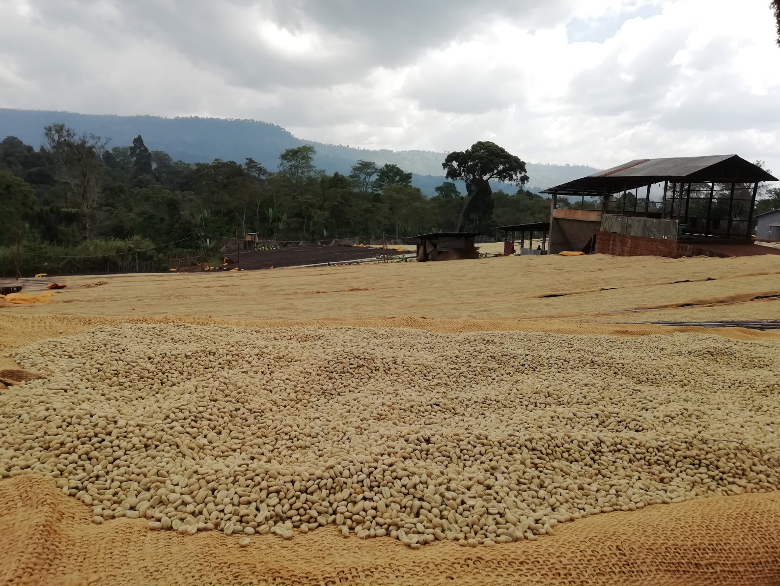 Chelchele | Ethiopia