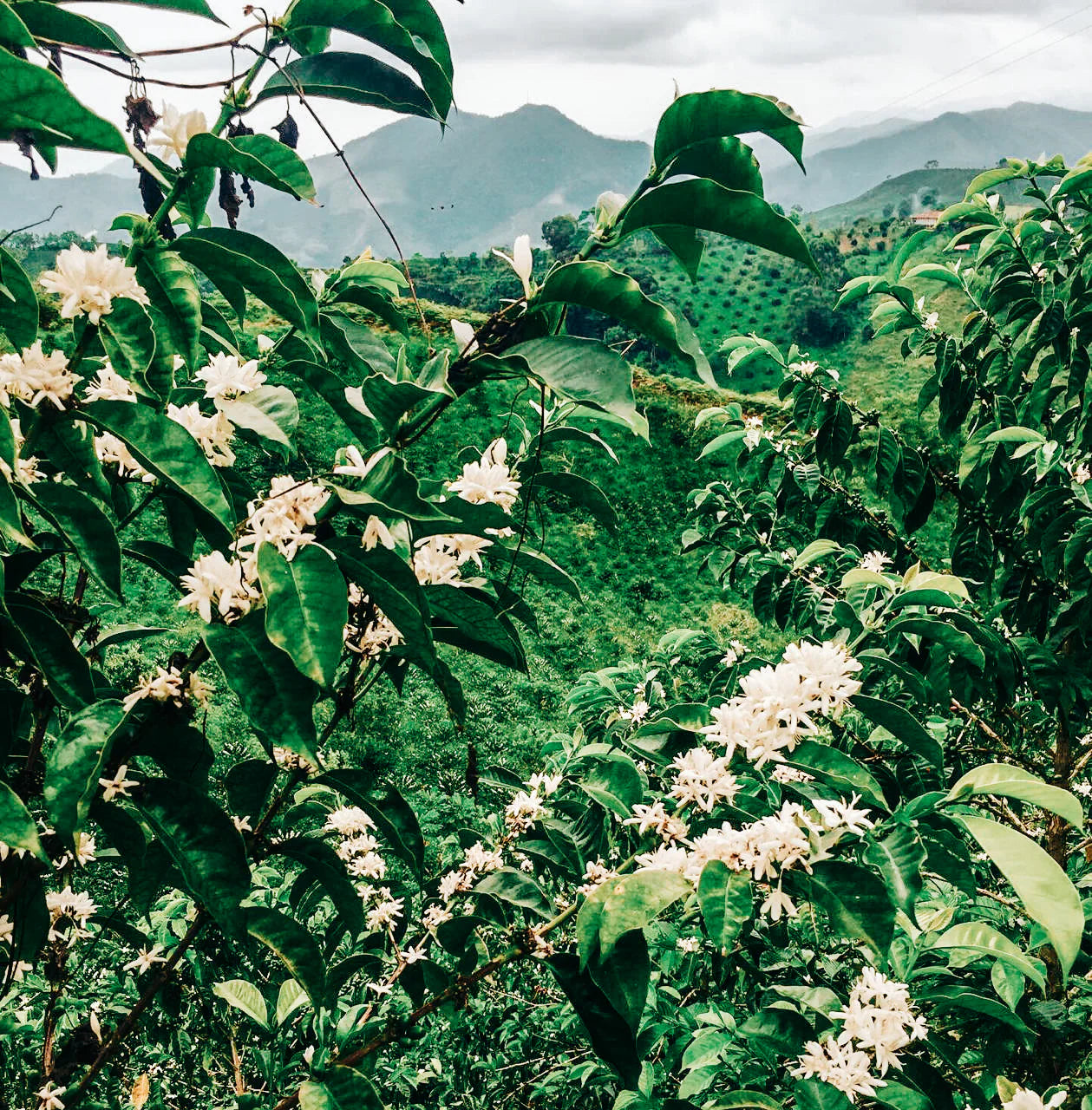 Chocoloco | Colombia