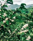 Chocoloco | Colombia