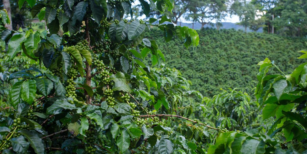 Coocentral | Colombia