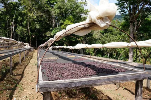 Momoto Panama | Double Shot (Limited edition) 300g
