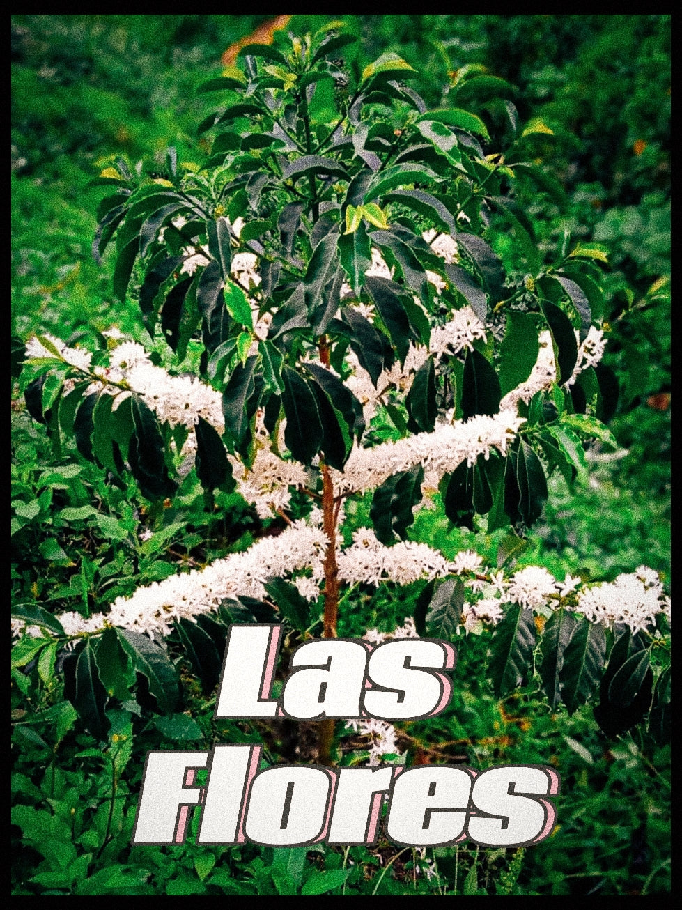 Las Flores | Colombia
