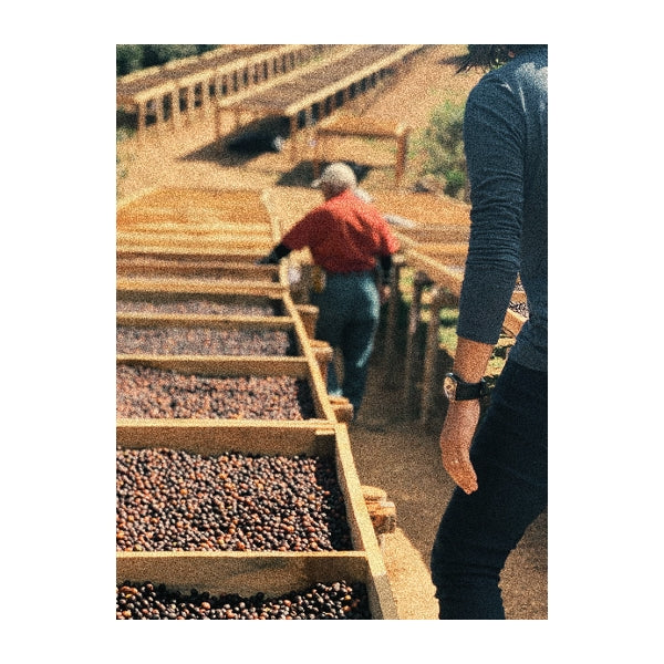 Cerro Azul - Honduras | Drop Coffee Roasters
