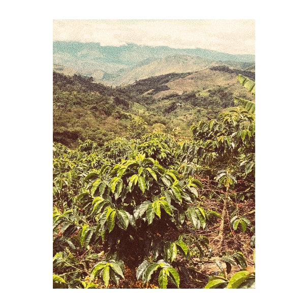 El Frutal - Peru | Kima Coffee Roasters